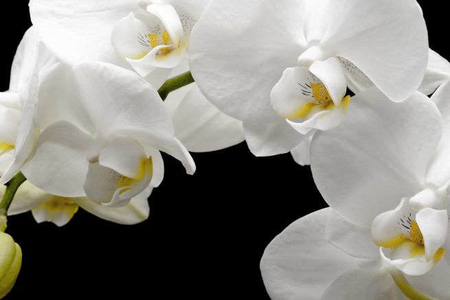 5 dicas de decoração com flores permanentes  | Blog Campestre