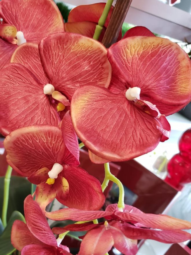Orquídeas: cores e significados | Blog Campestre